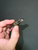 Concentric Diamondback Terrapin 2023 (Malaclemys terrapin)