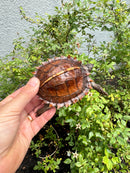 Spiny Hill Turtle CB 2025