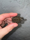 Hi White Concentric Diamondback Terrapin 2024