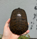 Northern Red Bellied Turtle FANCY Juvenile
