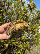 Libyan Greek Tortoise Adult Female