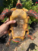 Red Foot Tortoise Adult Male