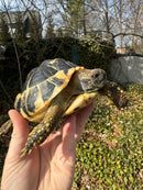 Western Hermann's Tortoise Adult Female