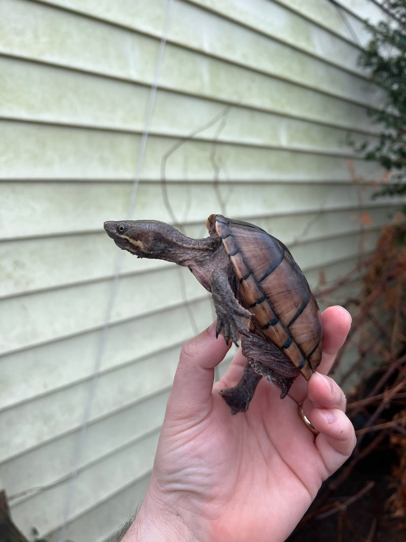 Pastel Common Musk Turtle Adult Female