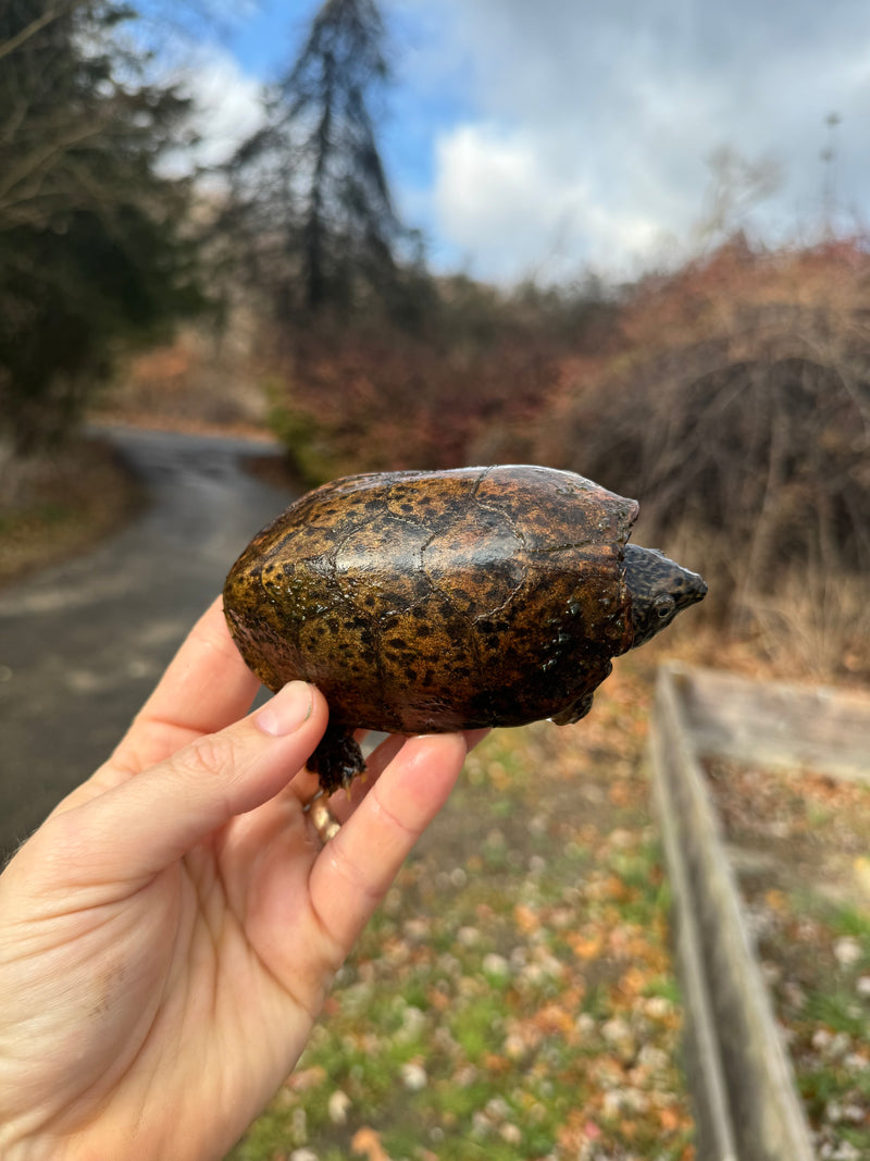 Stripe-necked Musk Turtle Adult Pair