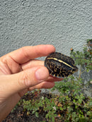 HI YELLOW Florida Box Turtle