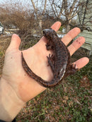 Coastal Giant Salamander CB Adult Females (Dicamptodon tenebrosus)