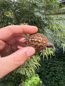 Hi Color Orange Baby Eastern Box Turtle