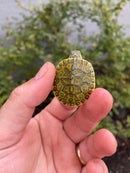 Pastel Clown Peacock Slider Baby 2026