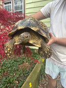 South African Giant Leopard Tortoise Adult Female
