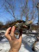 Adult Concentric Diamondback Terrapin Female