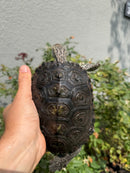 Concentric Diamondback Terrapin Adult Female