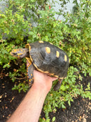 Red Foot Tortoise Adult Female