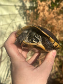 Malayan Snail-eating Turtle Adult Male