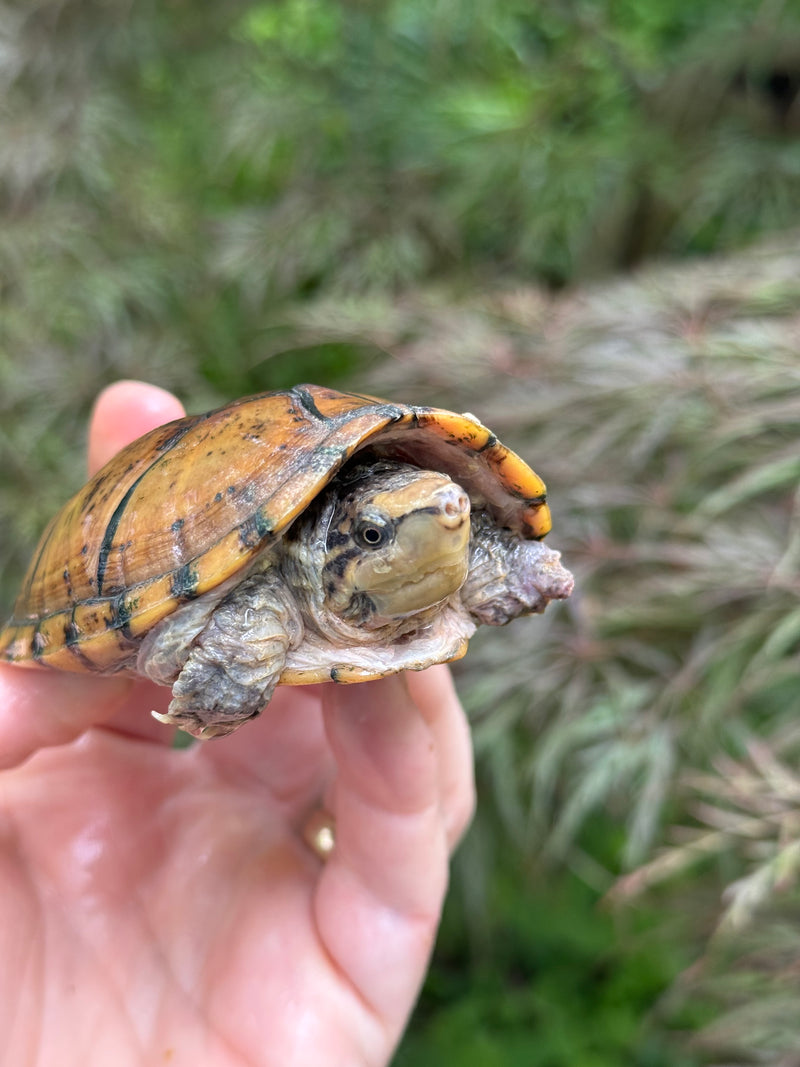 Hypo Stripe-necked Musk Turtle Adult Female