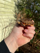 Golden Coin Box Turtle 2023