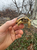 Leopard Tortoise 2026