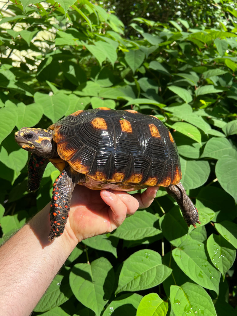 Suriname Red Foot Tortoise Adult Female