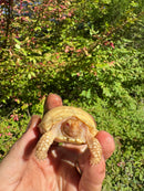 Albino African Spurred Tortoise Baby 2025