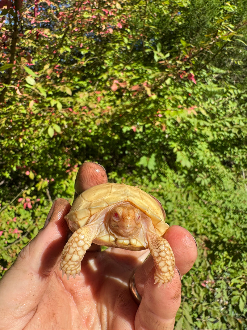 Albino African Spurred Tortoise Baby 2025