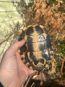 Malayan Snail-eating Turtle Adult Male