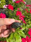 HI YELLOW Florida Box Turtle