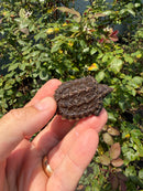Alligator Snapping Turtle X Florida Snapping Turtle