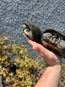 European Pond Turtle Adult Pair