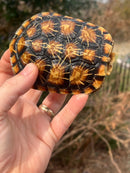 Pancake Tortoise Adult Female
