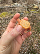 Baby Albino Common Snapping Turtle Male