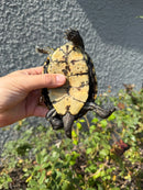 Franco-Italian Pond Turtle Adult Male