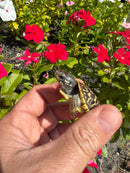 HI Yellow Desert Box Turtle