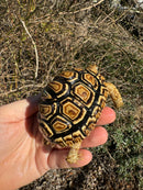 HI WHITE Leopard Tortoise 2024