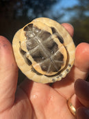 Ceram Box Turtle Baby
