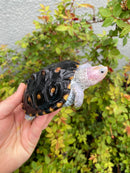 Ornate Diamondback Terrapin Male