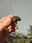 Hi Color Eastern Box Turtle Baby