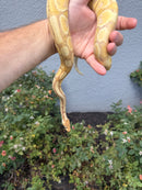 Banana Ball Python Mixed Morph Female