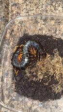 Mt. Merapi Giant Black Centipede Adults (Scolopendra dehaani 'Java Black')