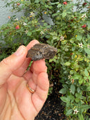 Alligator Snapping Turtle X Common Snapping Turtle
