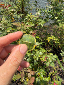 Pastel Picasso Red Eared Slider Turtle