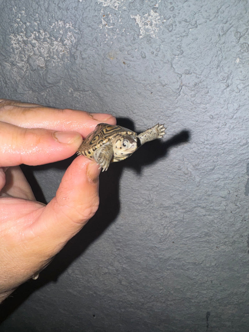 Hi White Concentric Diamondback Terrapin 2024