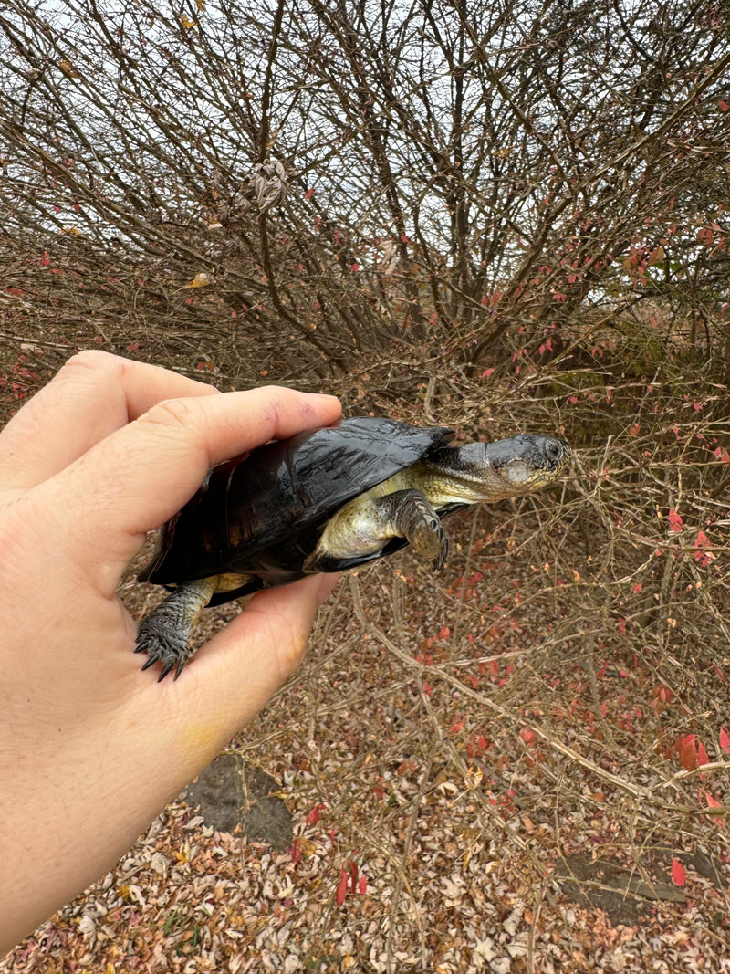 African Dwarf Mud Turtle Adult Female