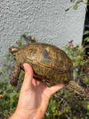 Mesopotamian Greek Tortoise Adult Female