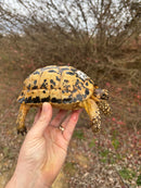 Libyan Greek Tortoise Adult Female