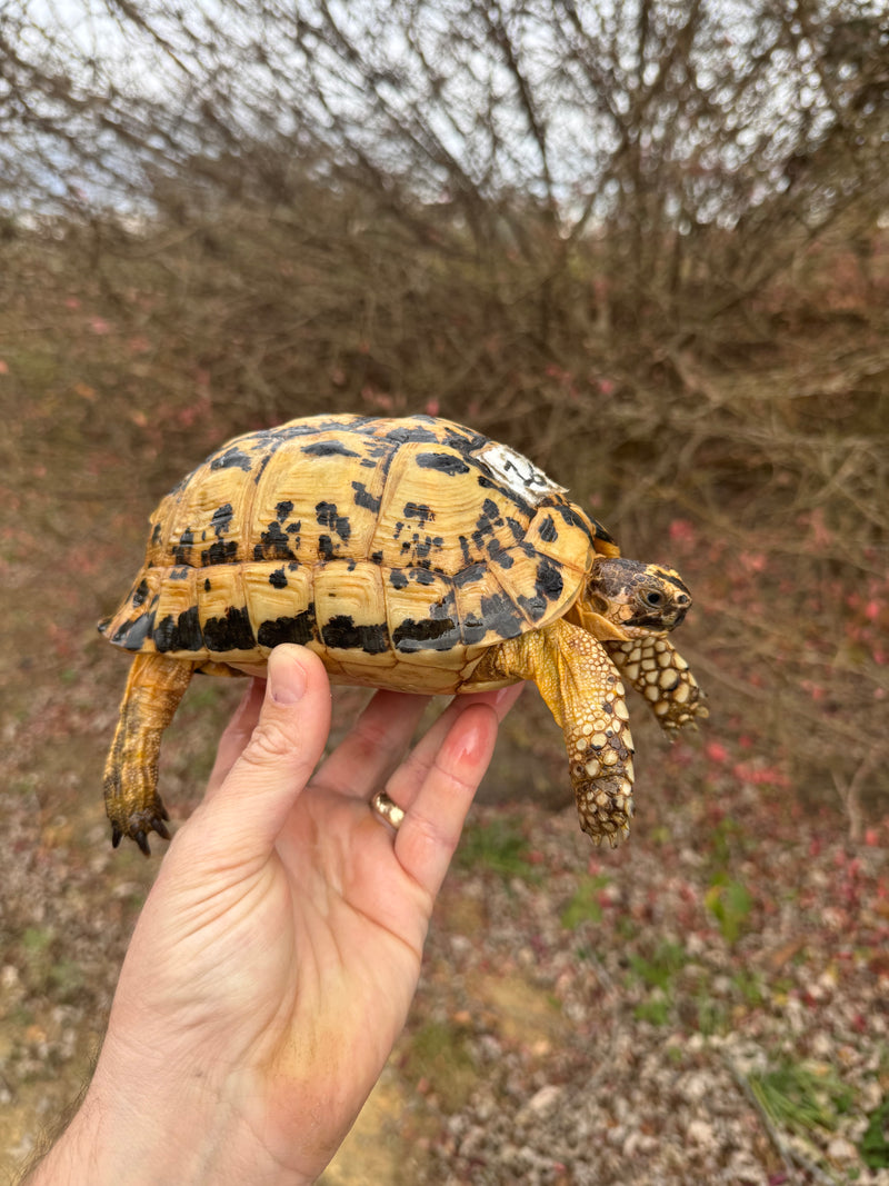 Libyan Greek Tortoise Adult Female