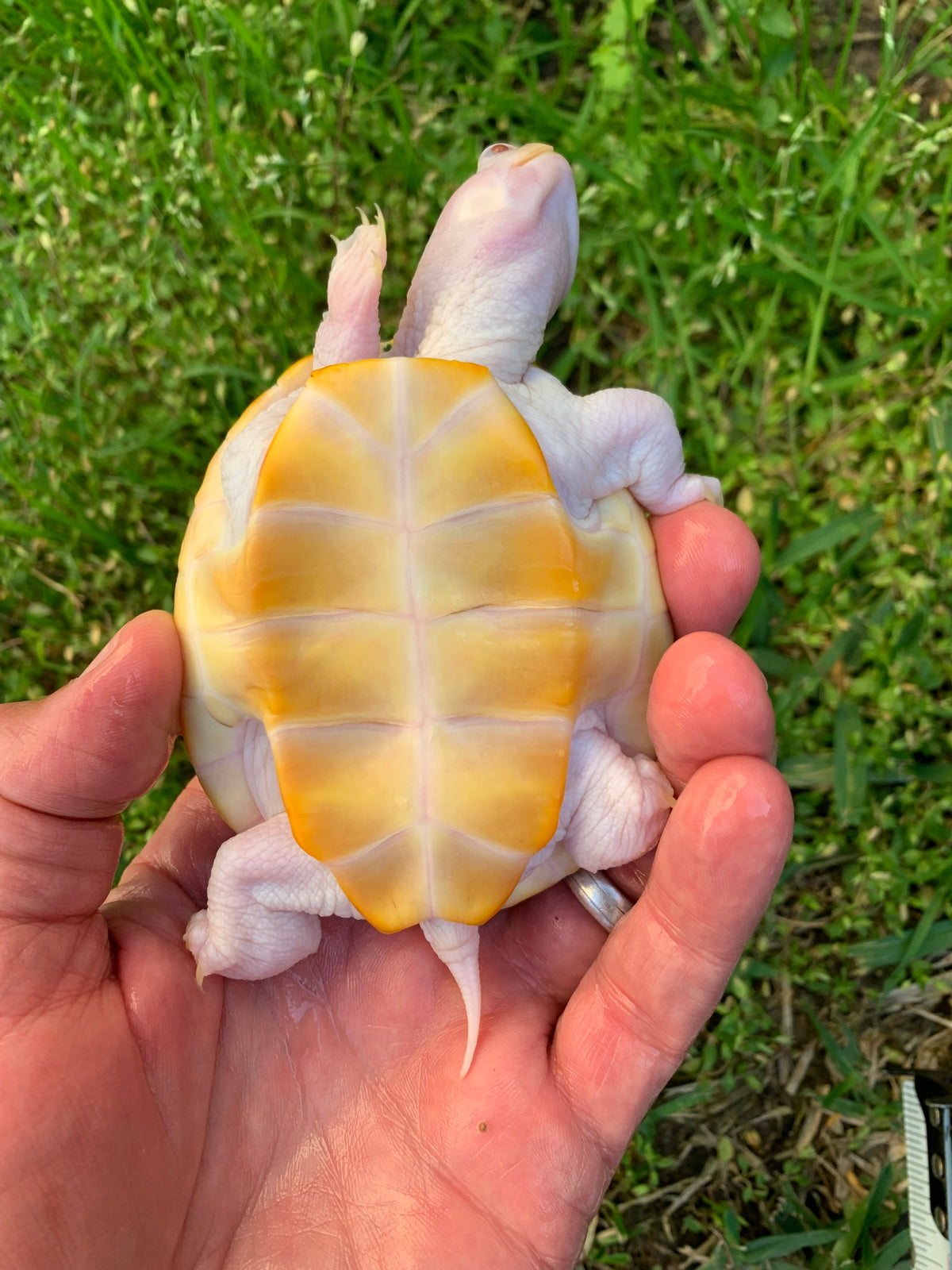 Ornate Diamondback Terrapin (Malaclemys terrapin) For Sale