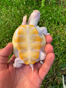Albino Ornate Diamondback Terrapin Female
