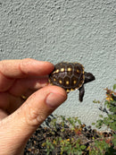 Hi Color Eastern Box Turtle Baby