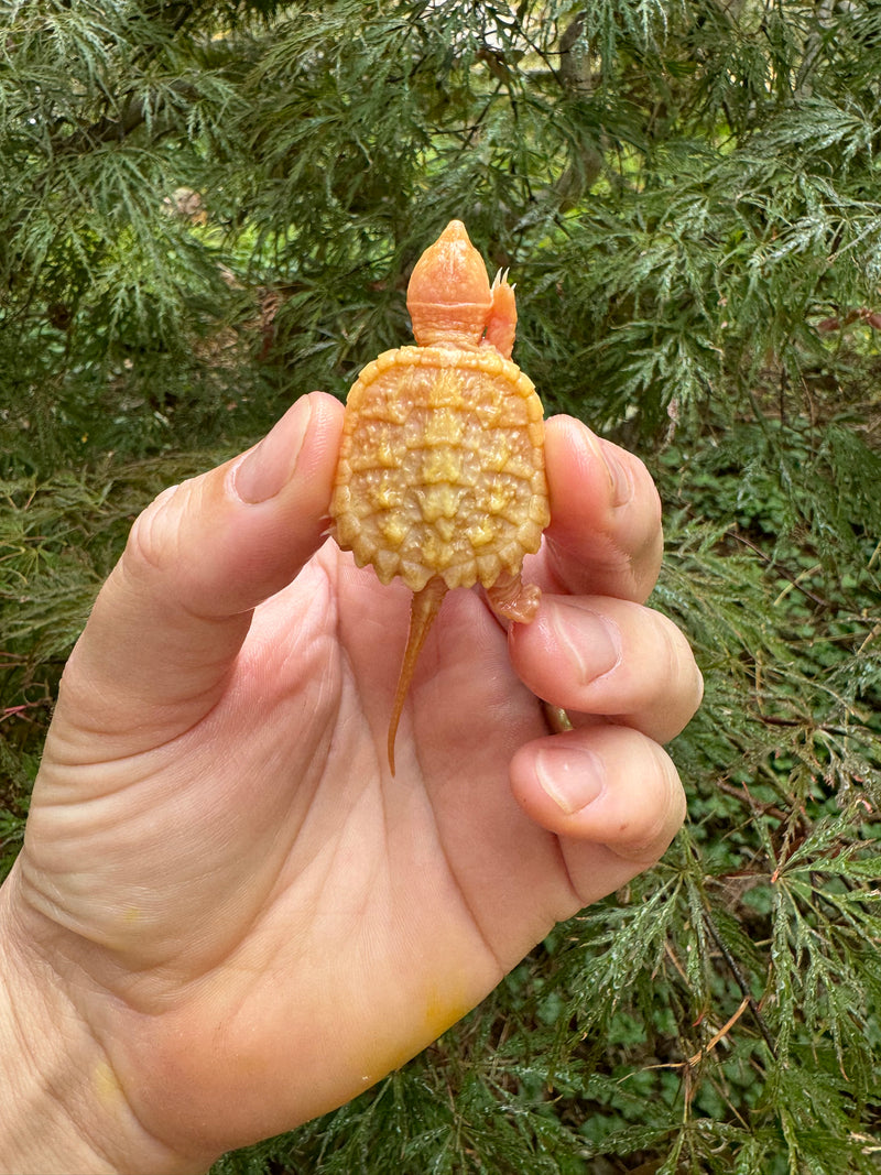 Baby Albino Common Snapping Turtle (No Eyes) (Chelydra serpentina)