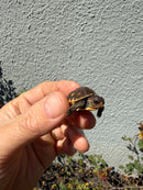 Hi Color Eastern Box Turtle Baby
